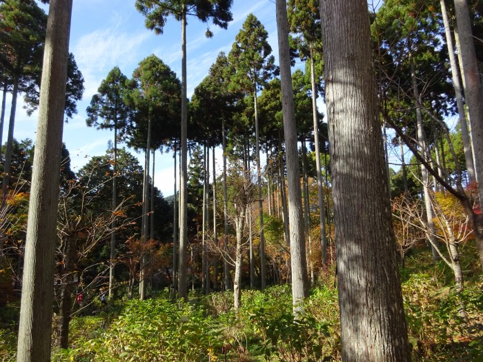 北山杉