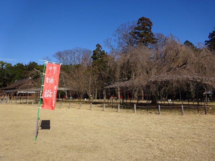 斎王桜