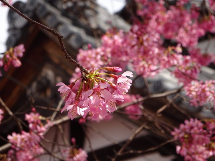 京都の桜